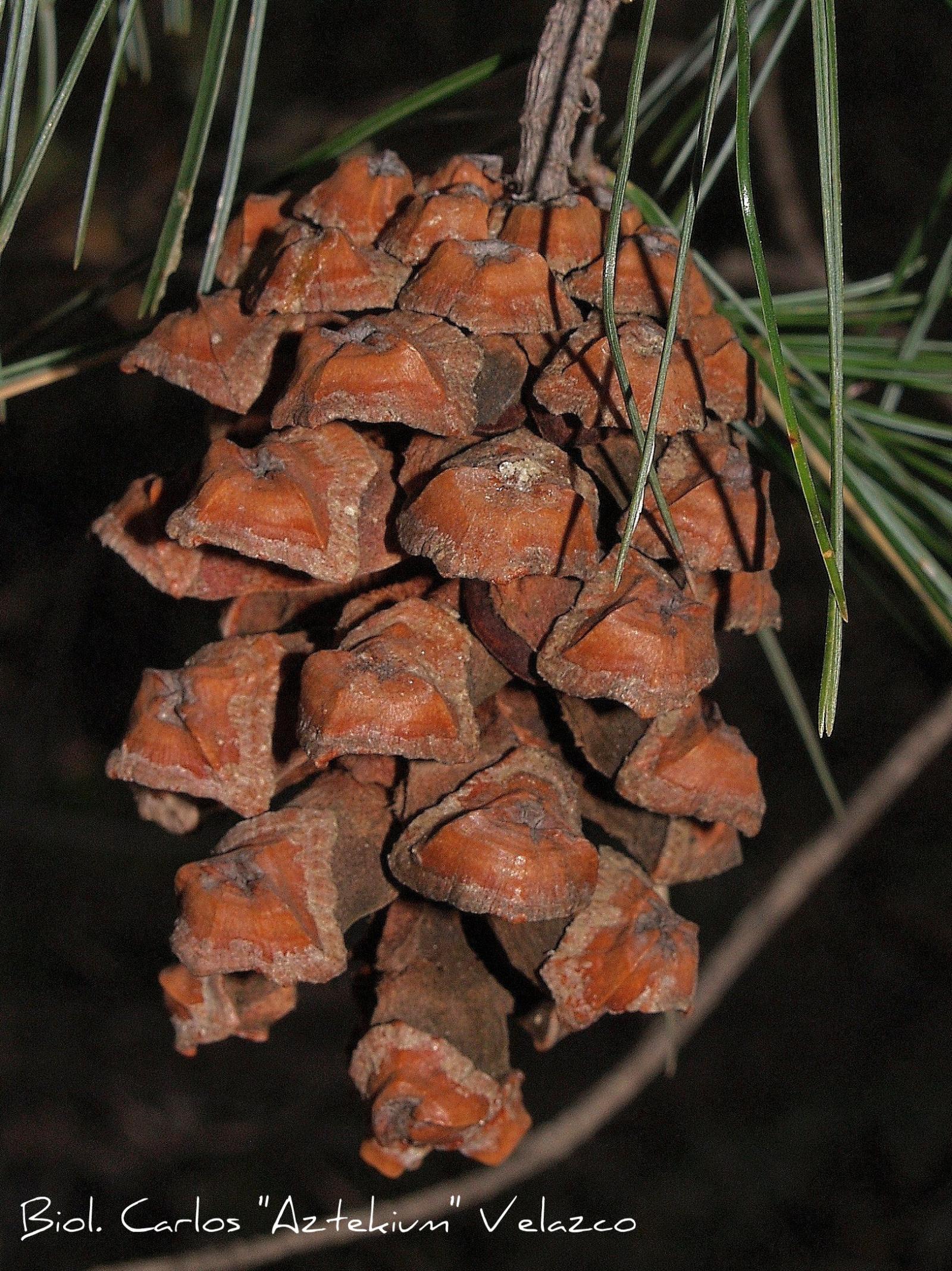 Pinus pinceana image