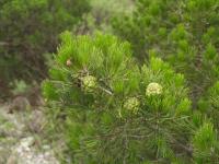 Image of Pinus remota