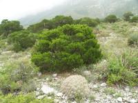 Pinus remota image