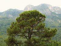 Image of Pinus teocote