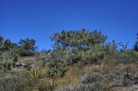 Pinus torreyana image