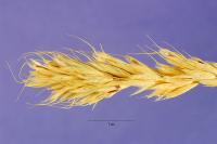 Bromus scoparius image