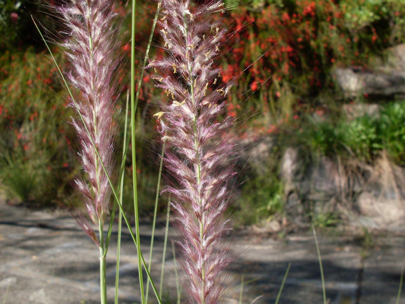 Pennisetum alopecuroides image