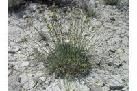 Eriogonum ochrocephalum image