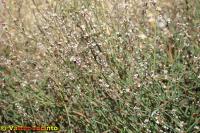 Polygonum equisetiforme image