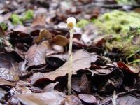 Monotropa coccinea image