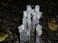 Monotropa coccinea image