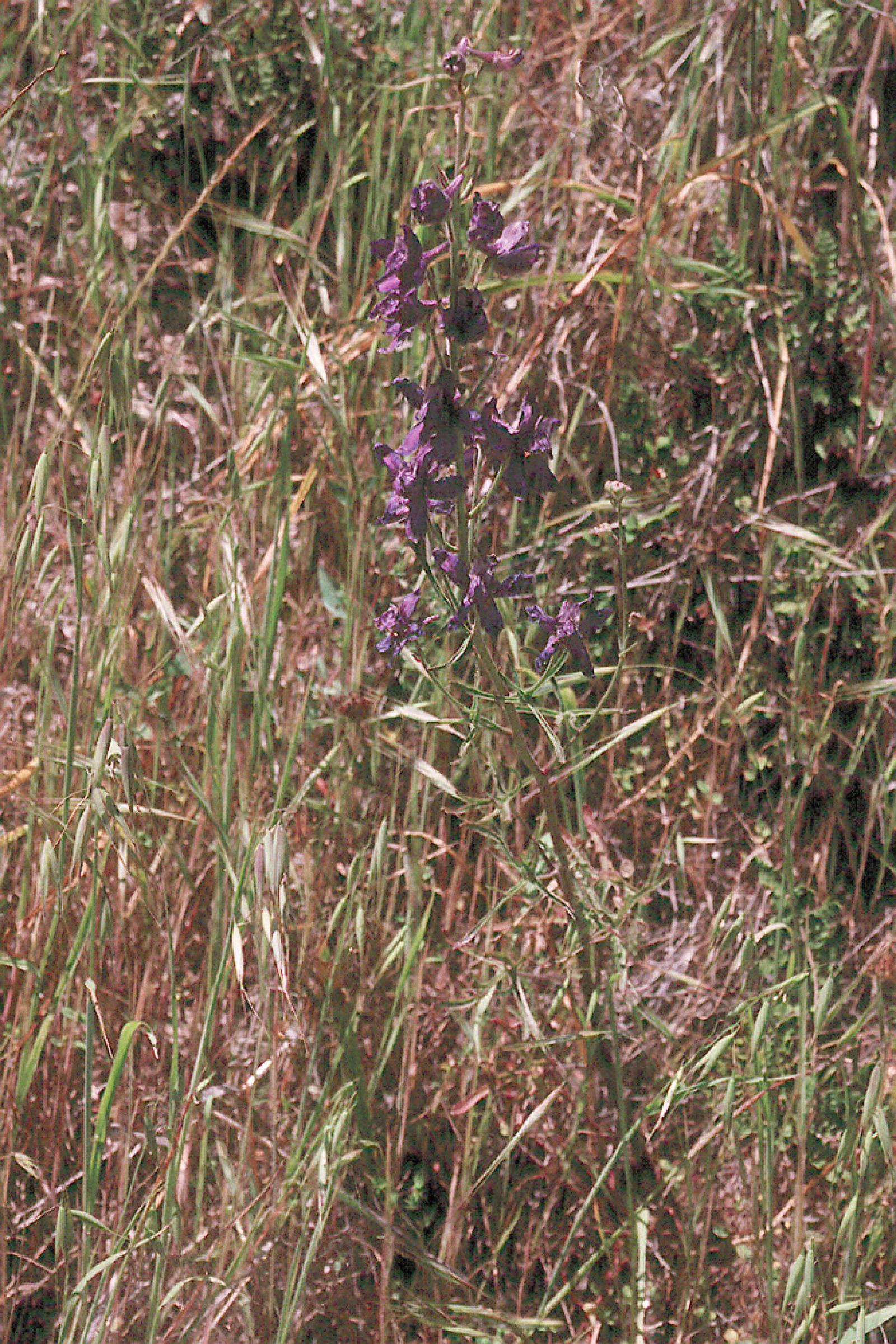 Delphinium parryi image