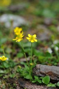 Ranunculus nephelogenes image