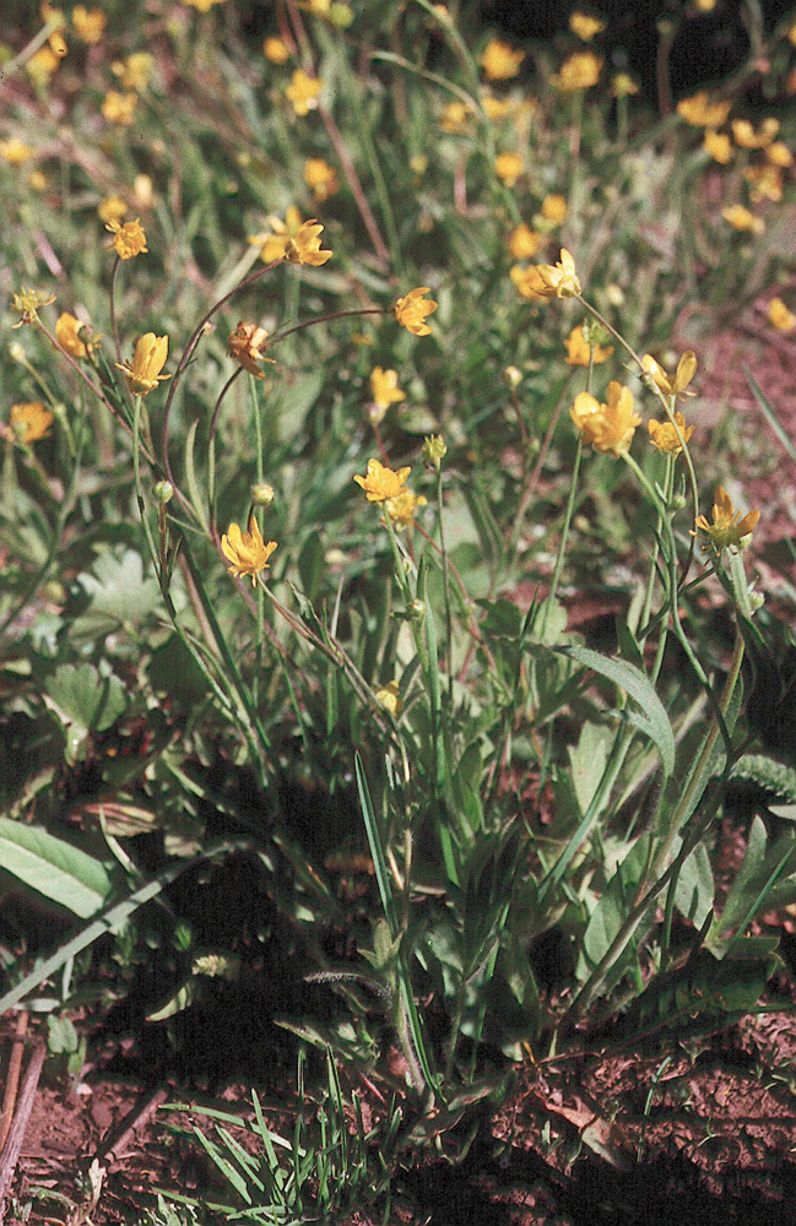 Ranunculus occidentalis image