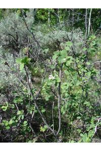 Image of Amelanchier crenata