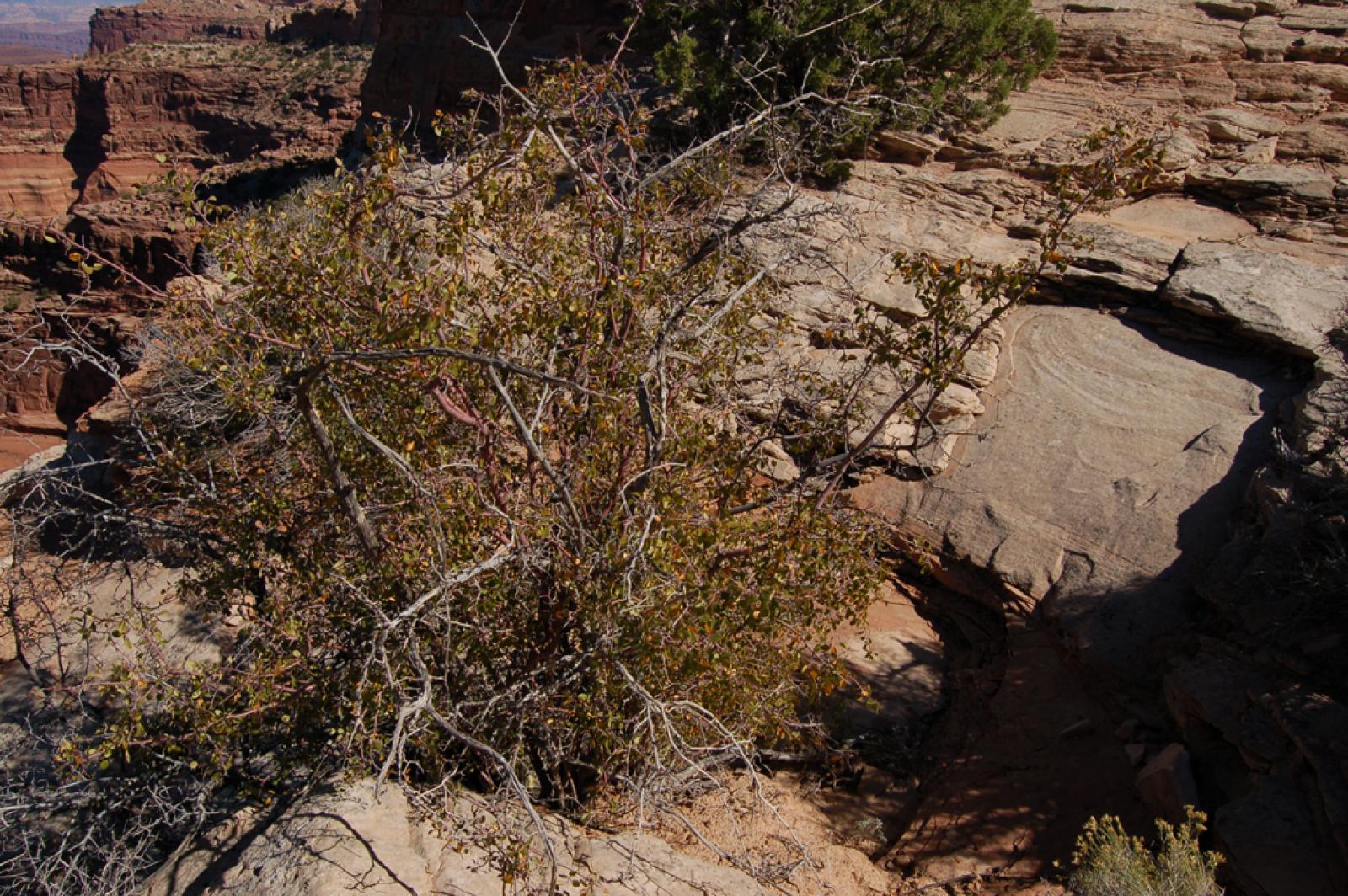 Amelanchier crenata image