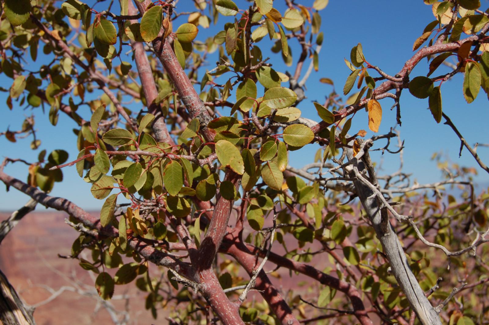 Amelanchier crenata image