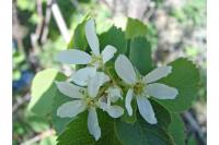 Amelanchier elliptica image