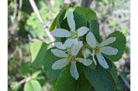 Amelanchier elliptica image