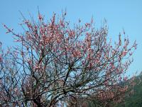 Image of Prunus mume