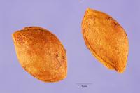Image of Prunus umbellata