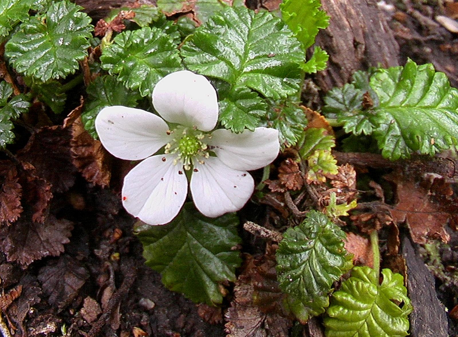 Rubus geoides image