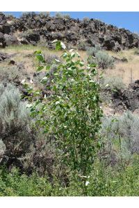 Populus trichocarpa image