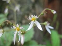 Saxifraga stolonifera image