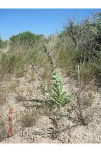 Penstemon acuminatus image