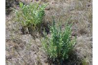 Penstemon acuminatus image