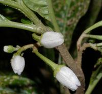 Image of Solanum aligerum
