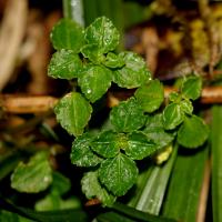 Pilea dauciodora image