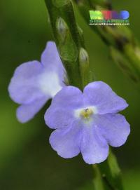 Stachytarpheta jamaicensis image