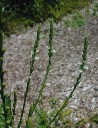 Verbena urticifolia image