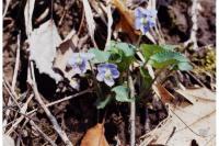 Image of Viola conspersa