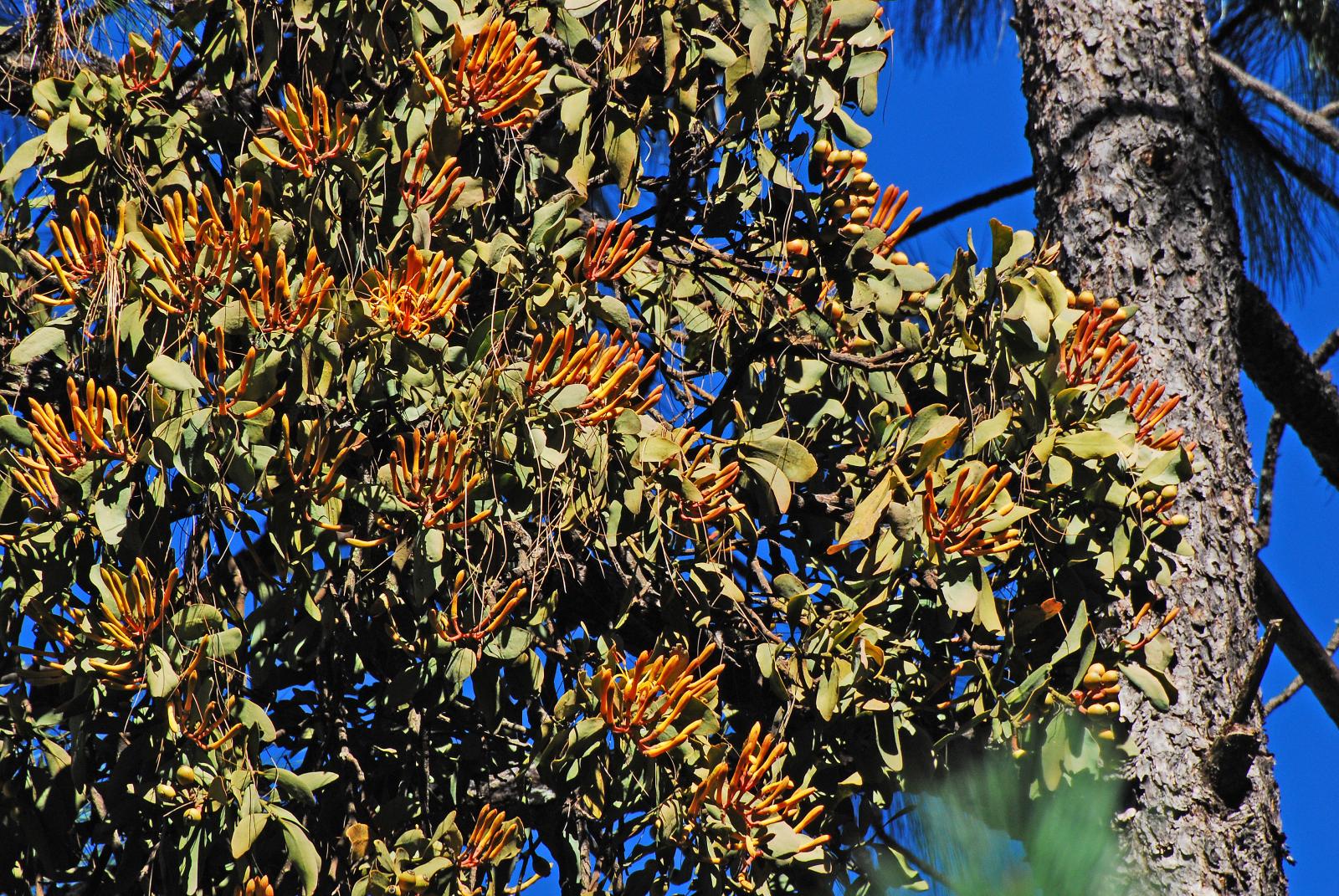 Psittacanthus macrantherus image
