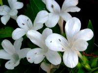 Image of Barleria cristata