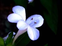 Barleria cristata image