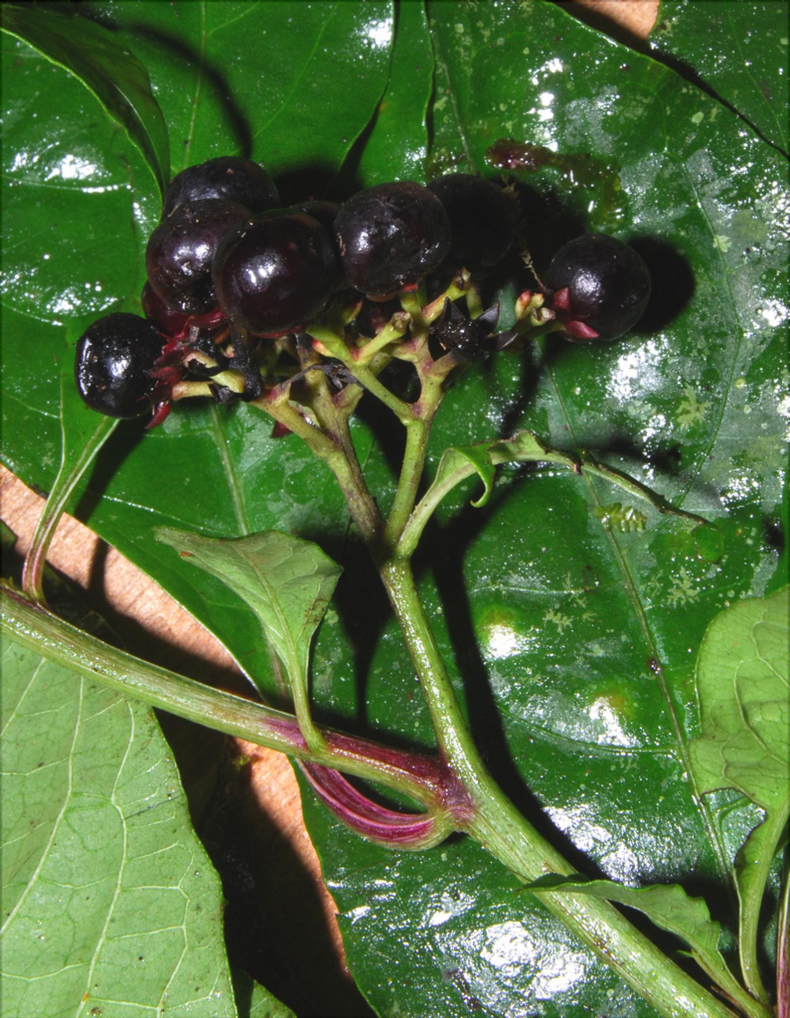 Pleuropetalum sprucei image