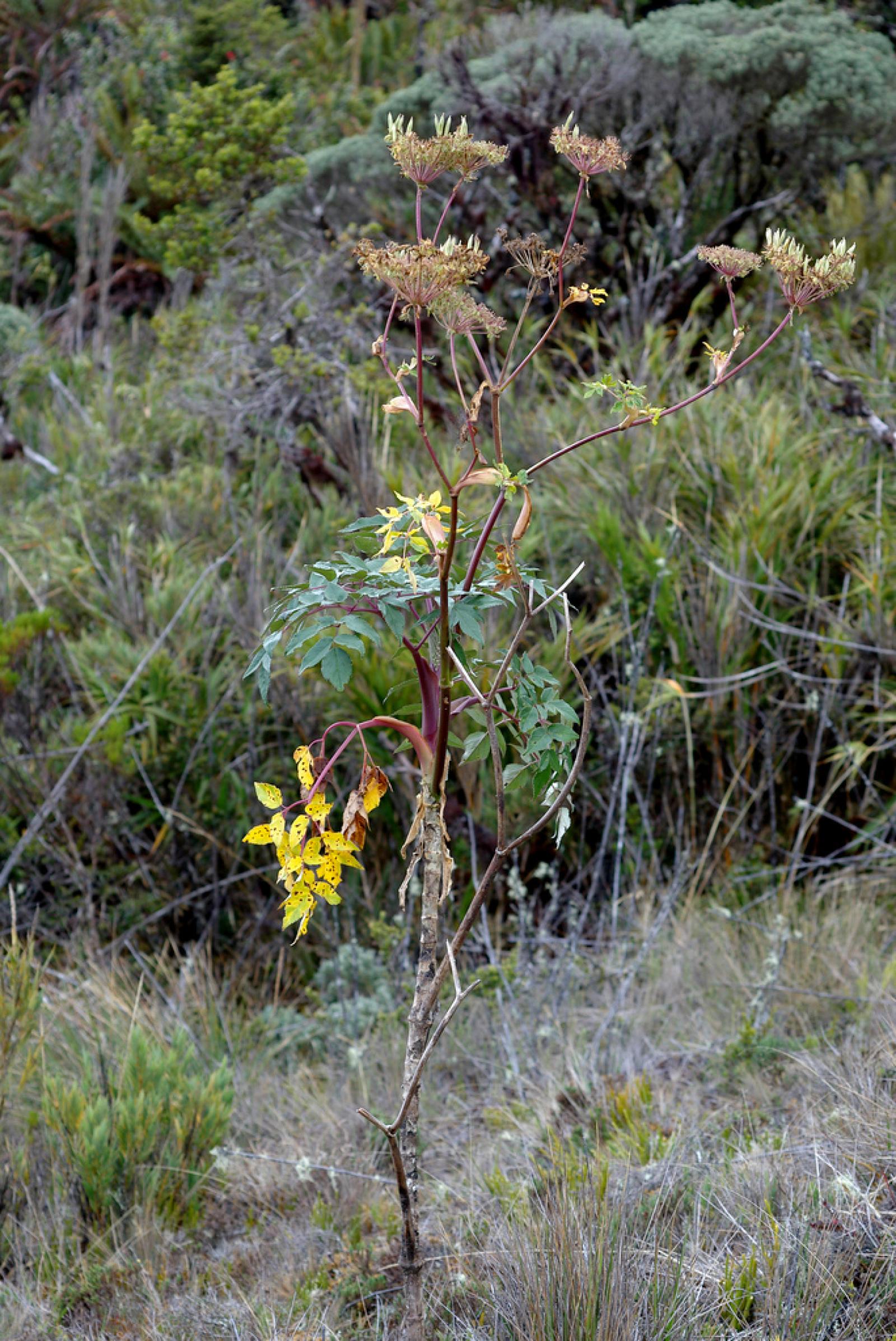 Myrrhidendron image