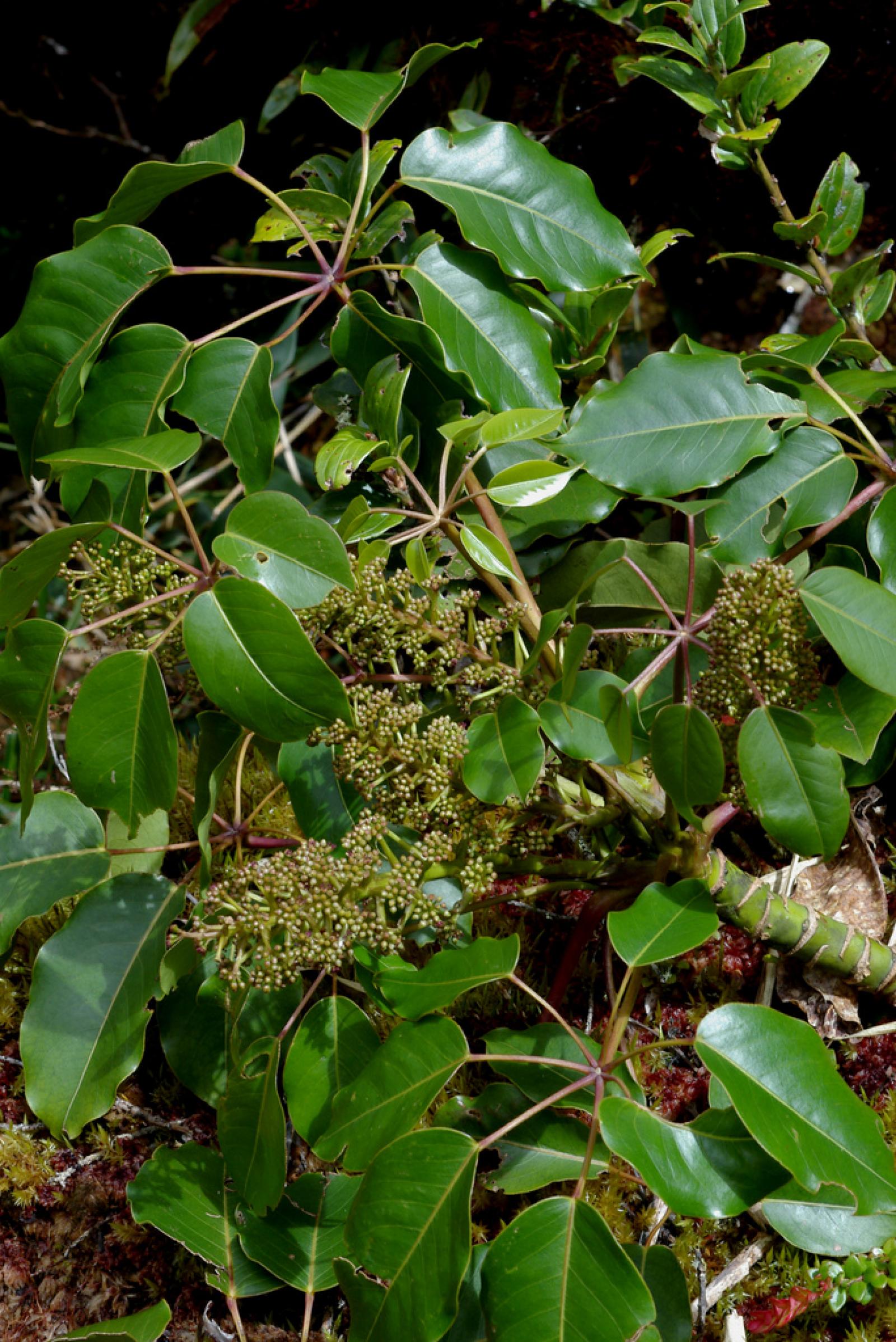 Schefflera rodriguesiana image