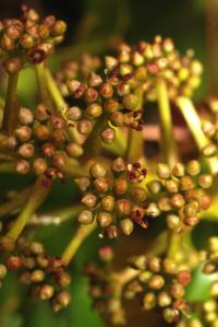 Schefflera rodriguesiana image