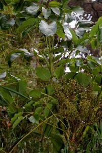 Schefflera rodriguesiana image