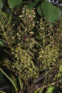 Schefflera rodriguesiana image