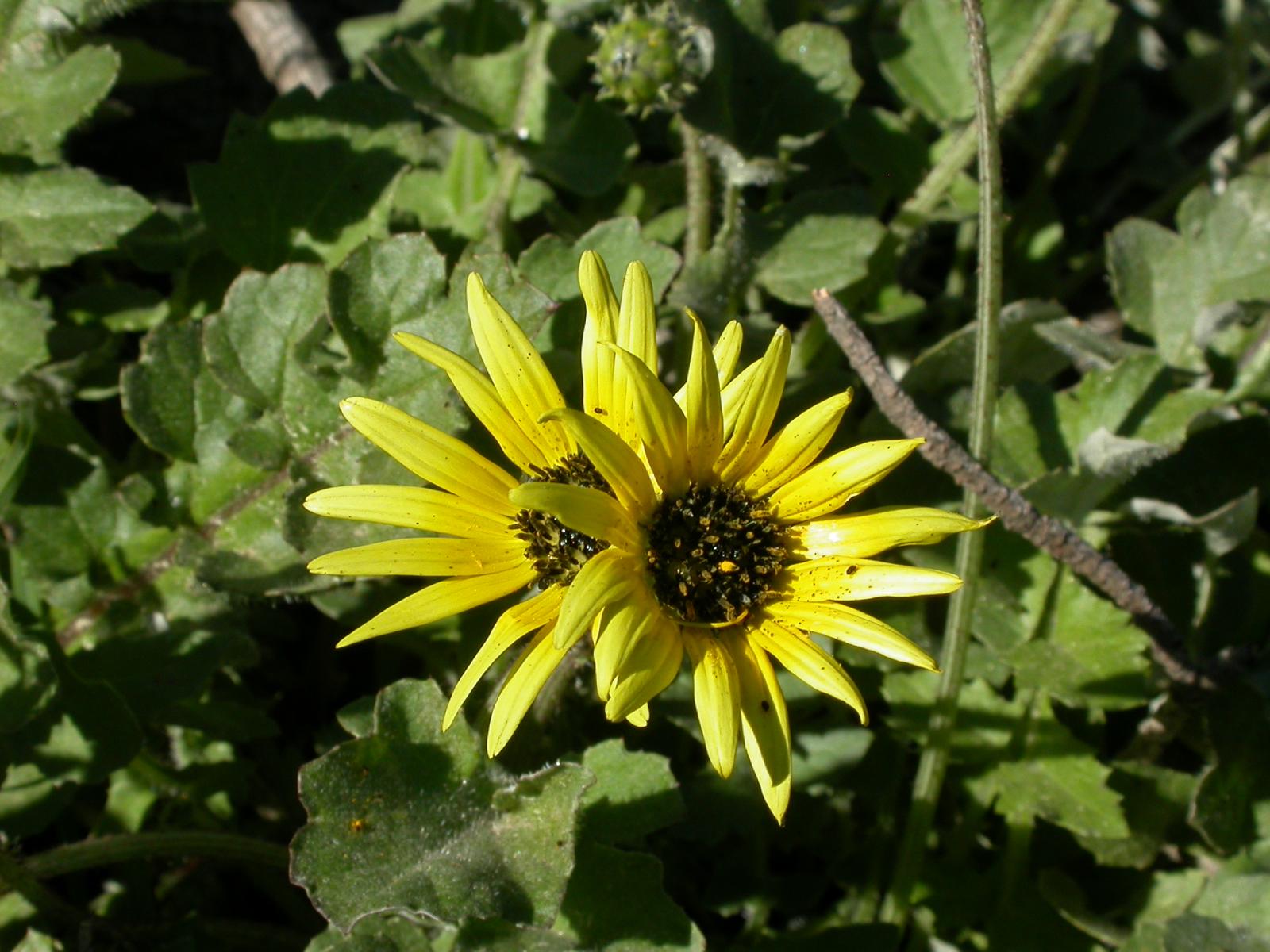 Arctotheca calendula image