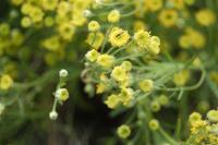 Sphaeromeria diversifolia image