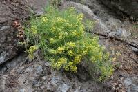 Sphaeromeria diversifolia image