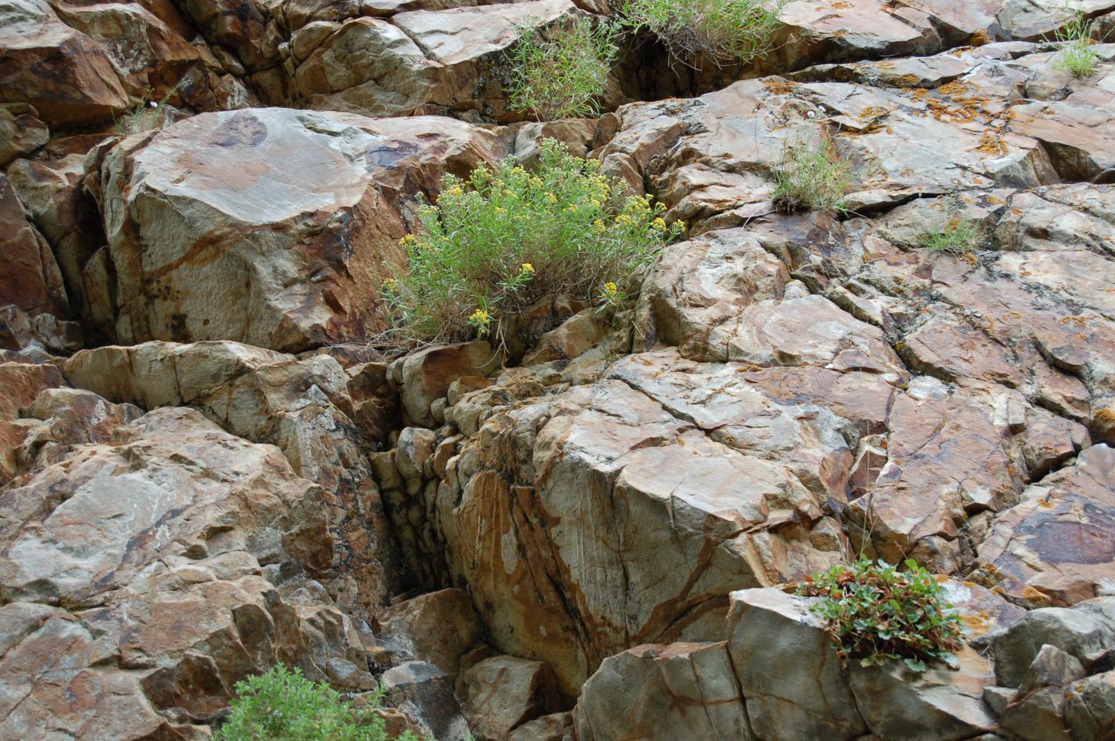 Sphaeromeria diversifolia image