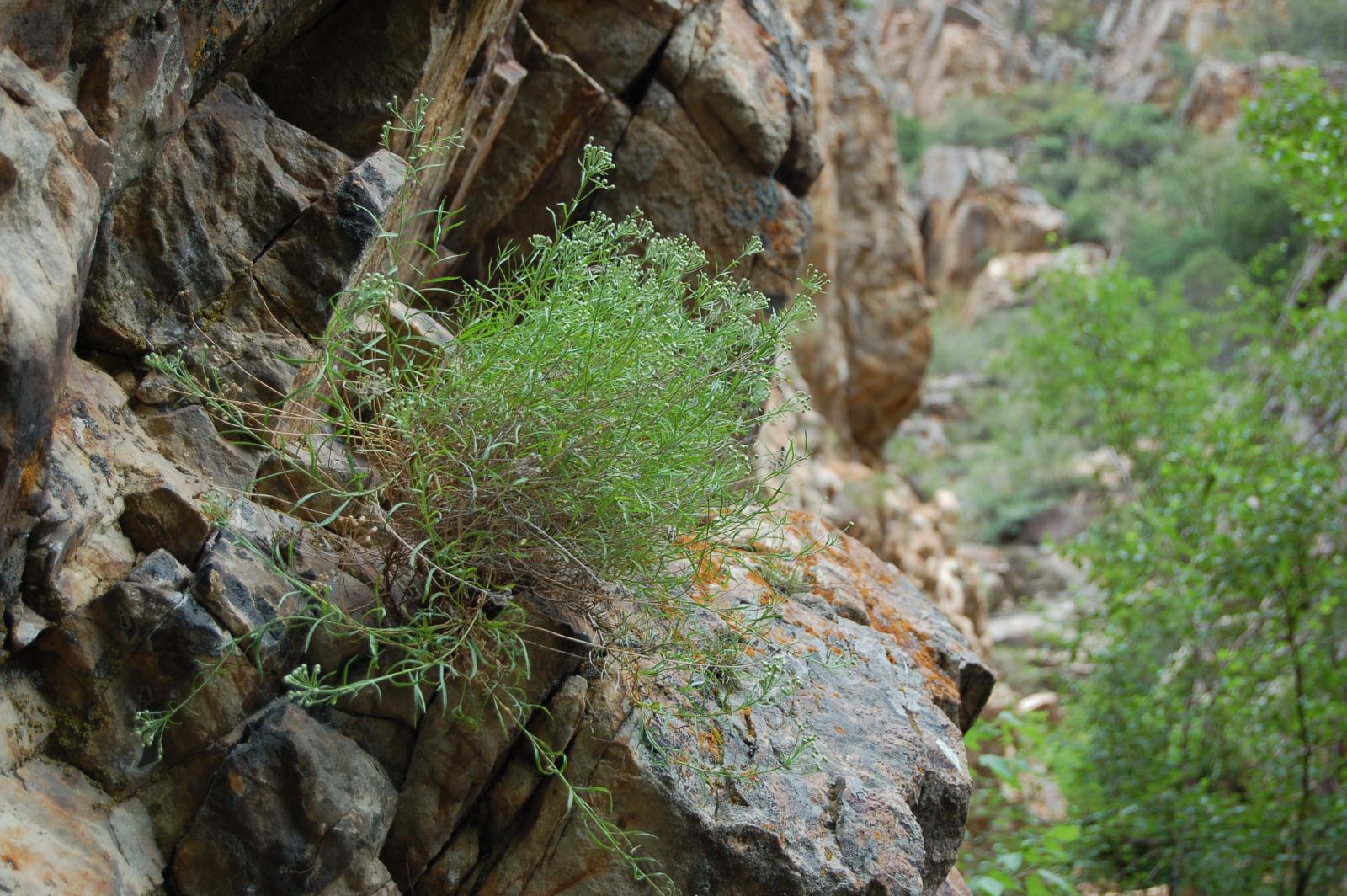 Sphaeromeria diversifolia image