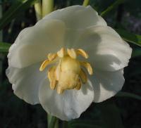Image of Podophyllum peltatum