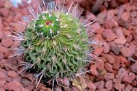 Image of Echinofossulocactus multicostatus