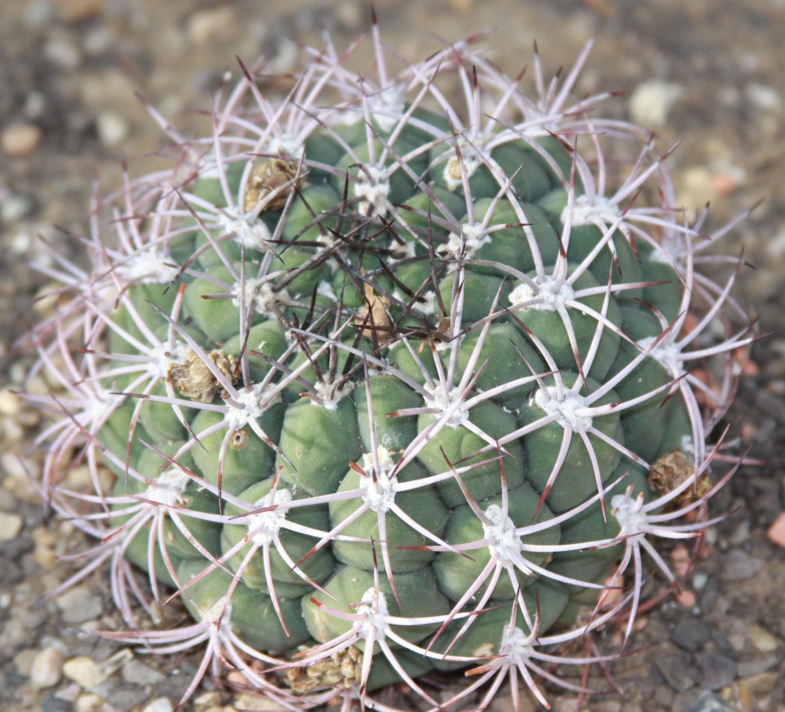 Gymnocalycium saglionis image