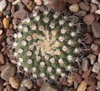 Gymnocalycium saglionis image