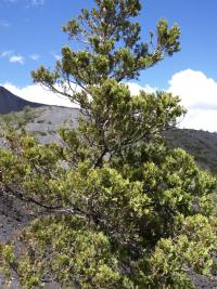 Austrocedrus chilensis image